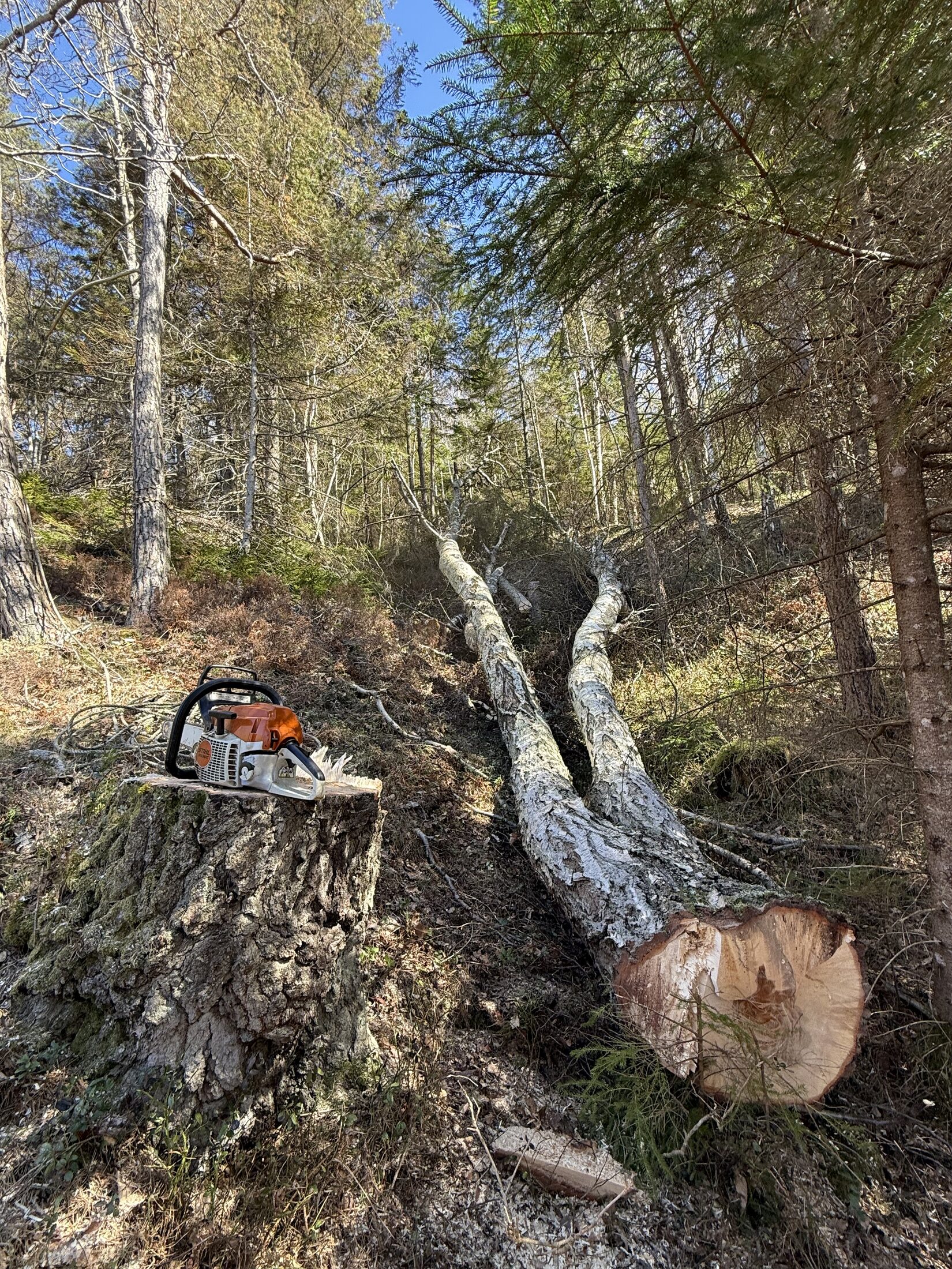 Motorsåg på stubbe