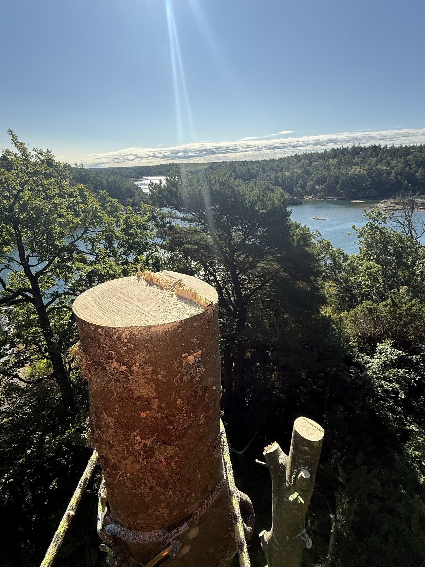 Utsikt över Bohuslän från trädtopp