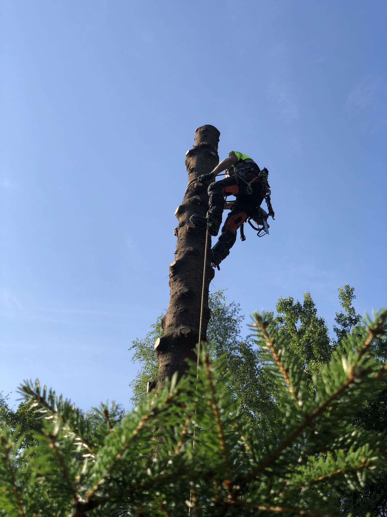 Klättring i tall närbild