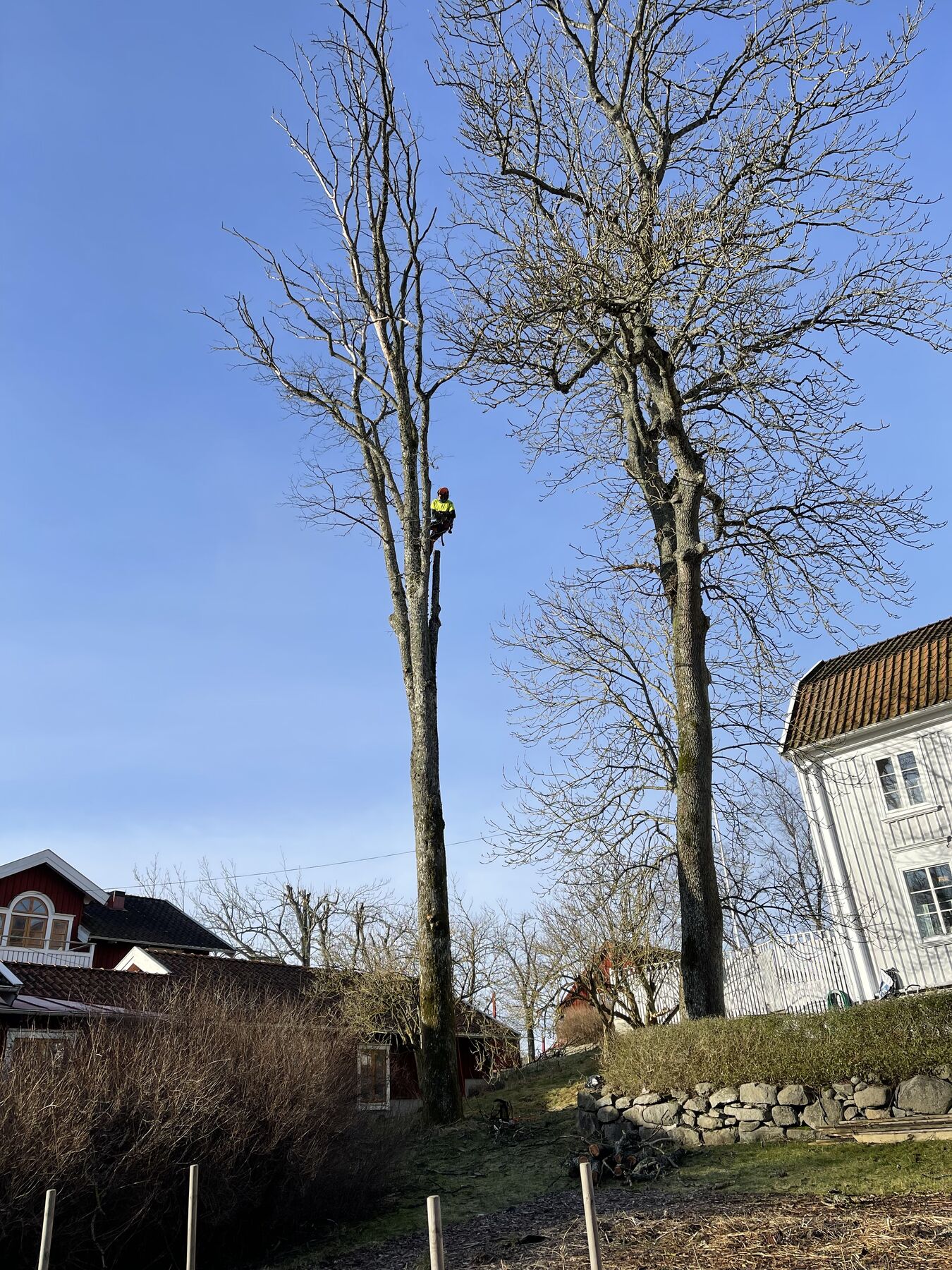 Hög tall vid hus
