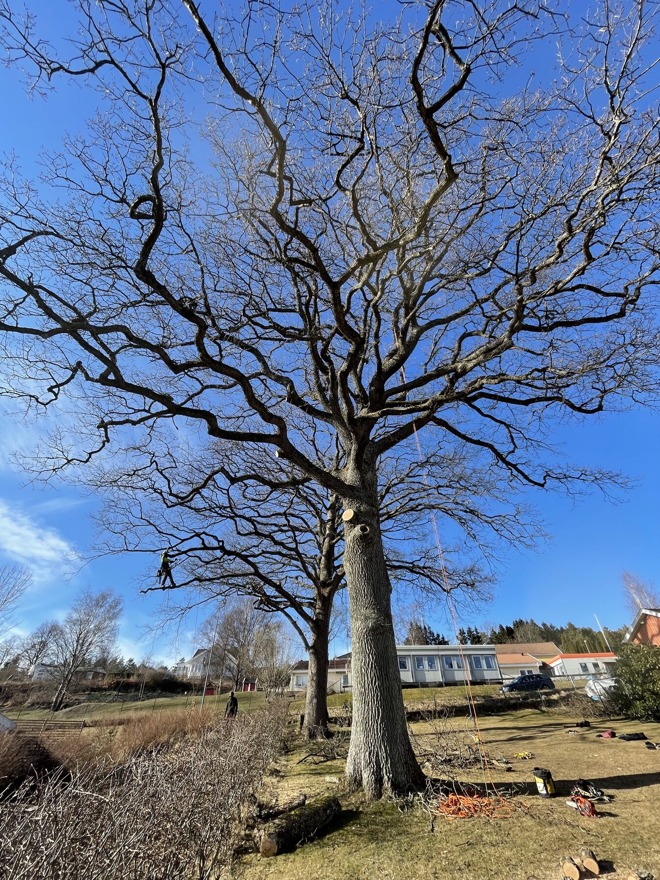 Bred ek under beskärning