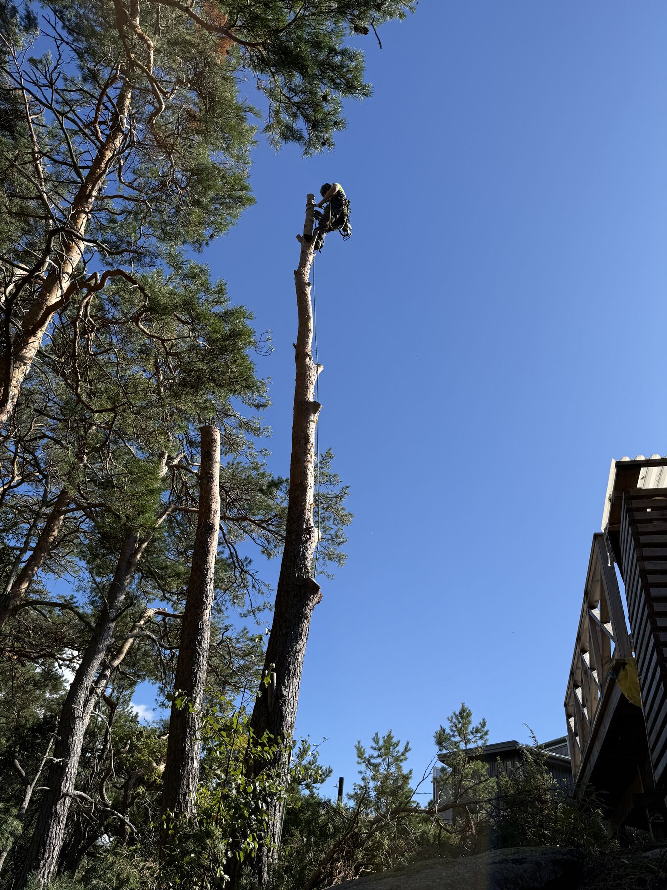Talltopping vid hus