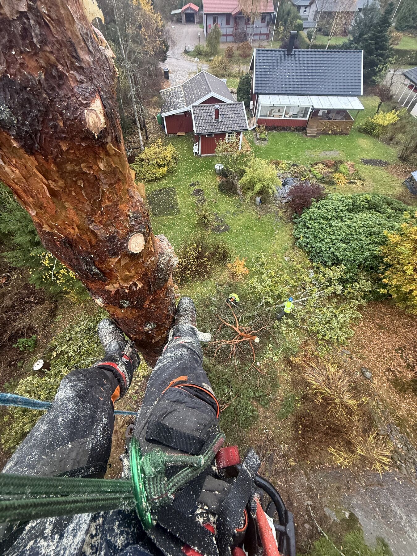 POV nedåt från trädtopp över trädgård