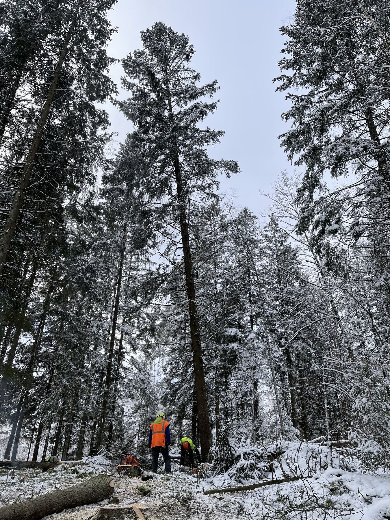 Trädfällning i vinterskogen