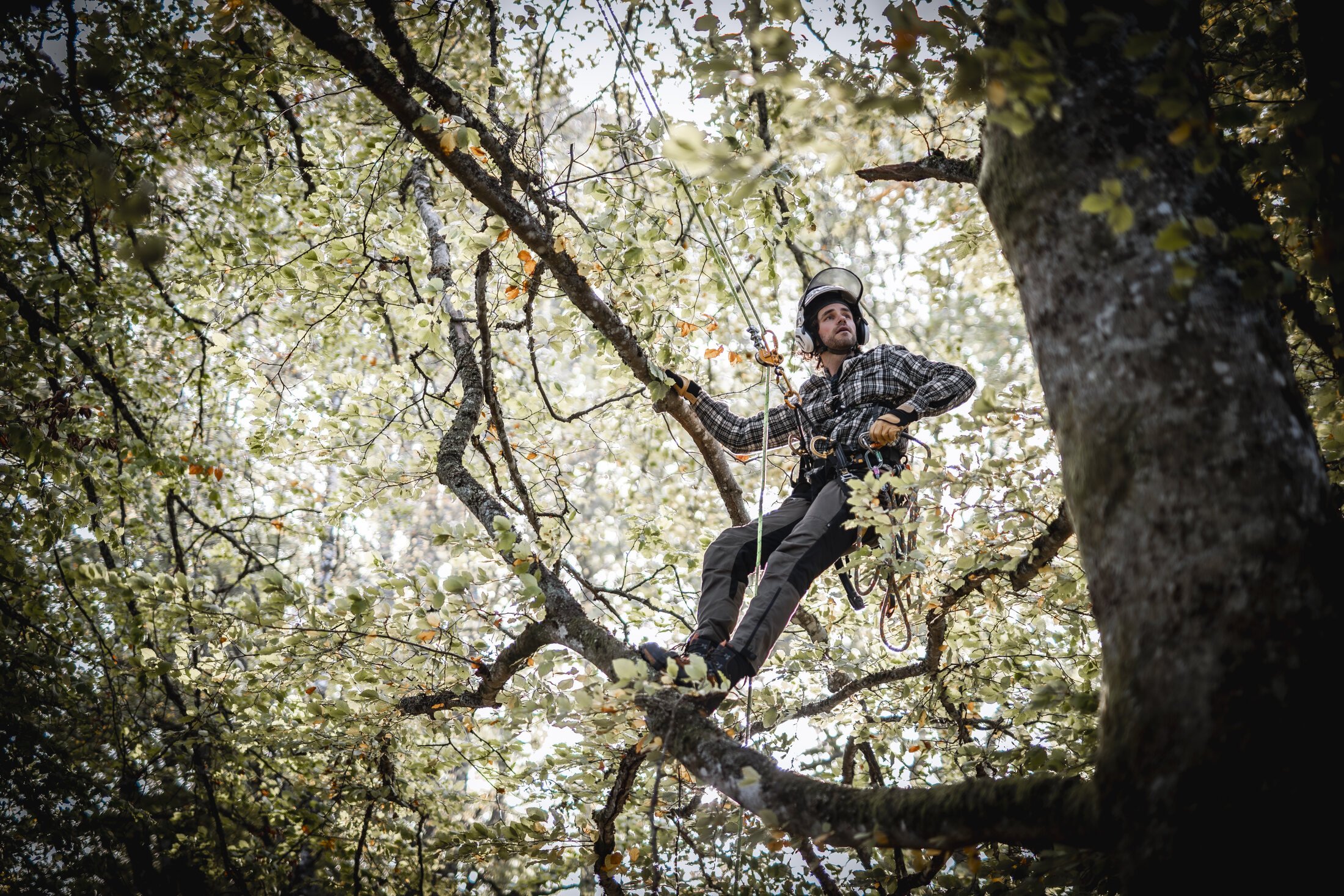 Arborist i trädtopp