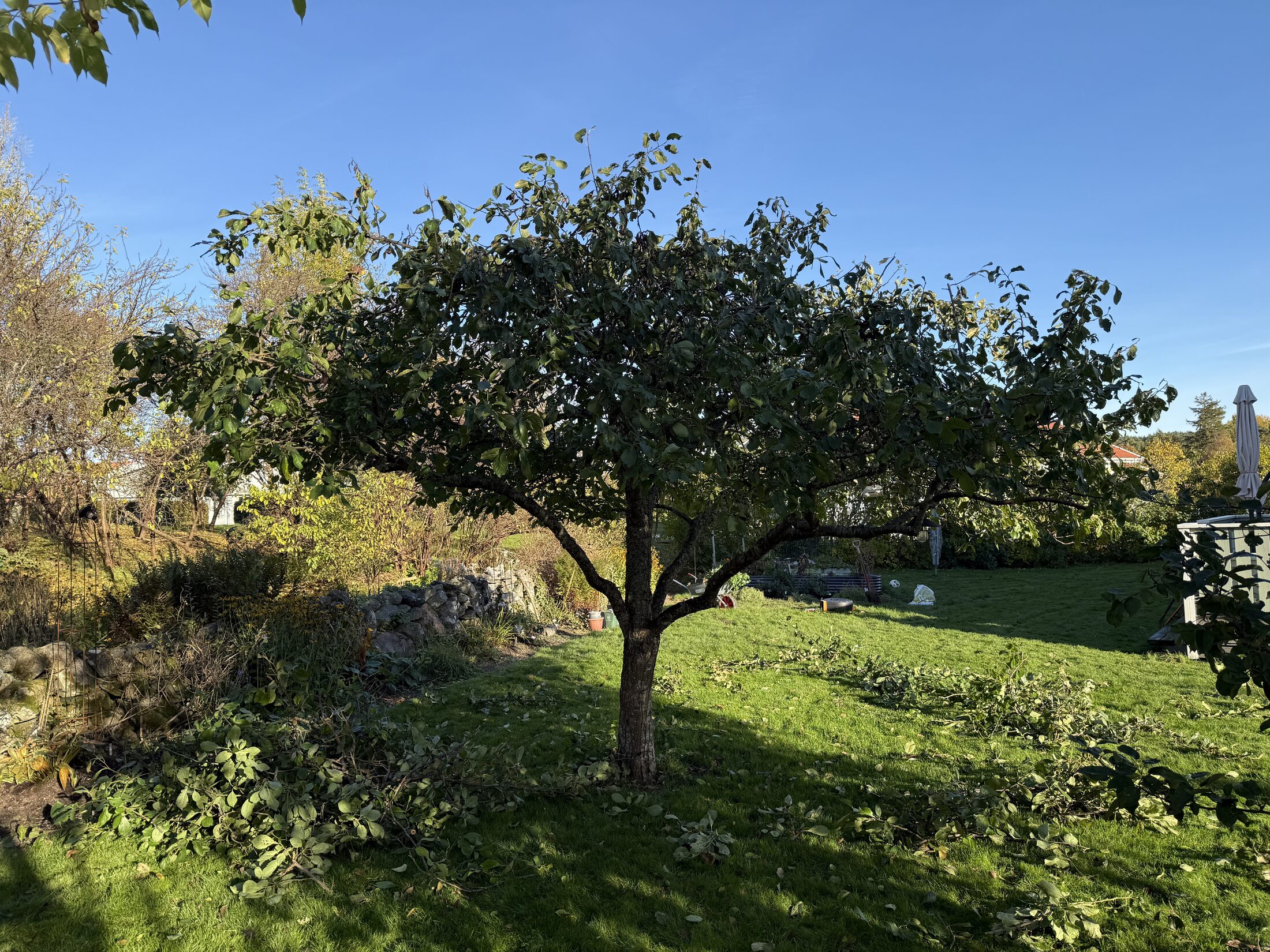 Beskärning av fruktträd