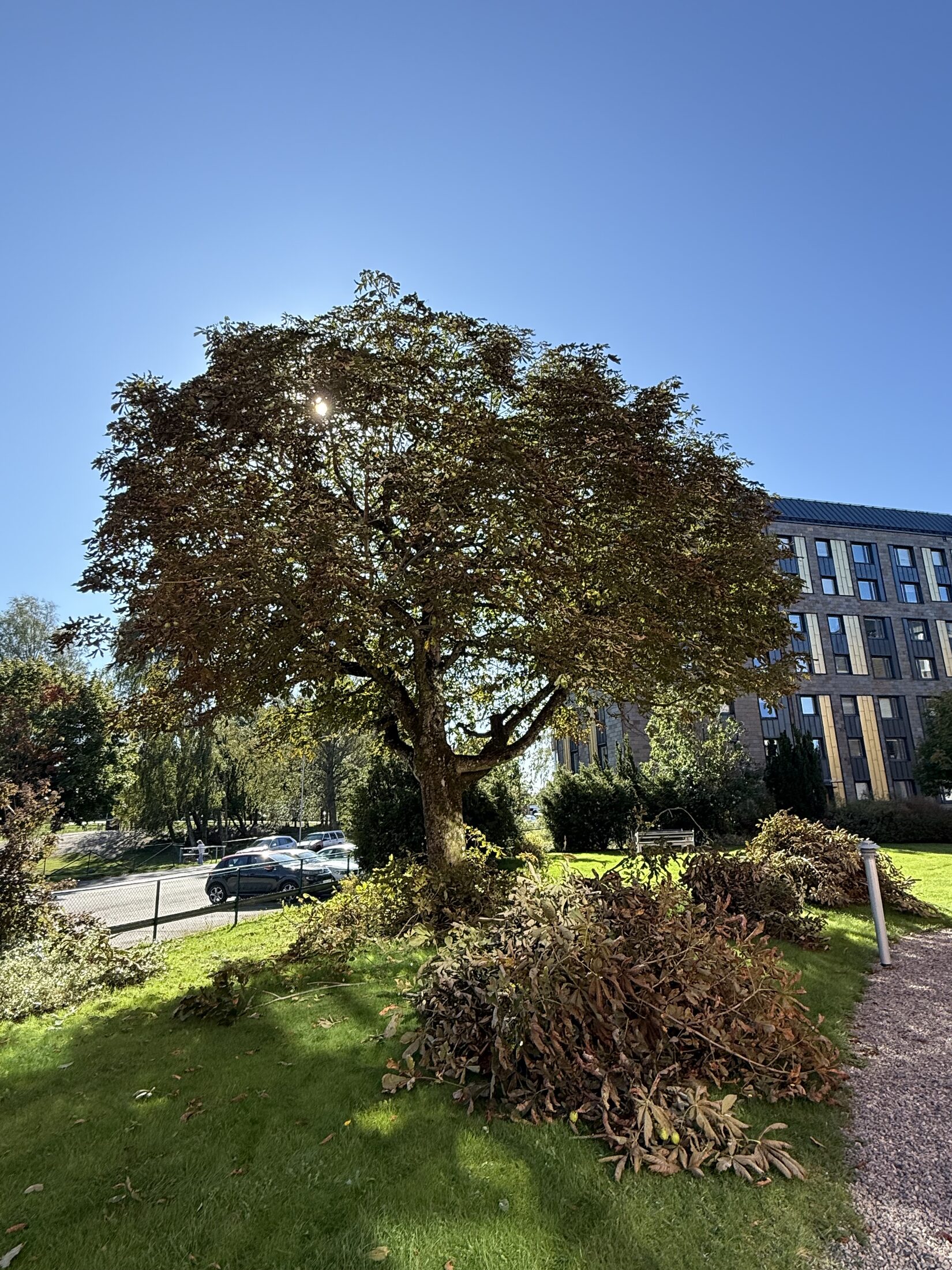 Beskärning av park- och gatuträd